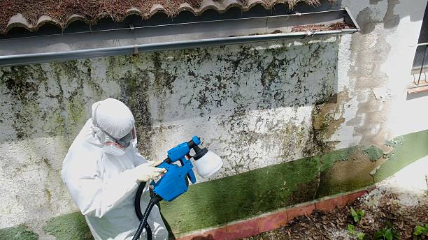 Trusted Basement Mold Remediation service in Hummelstown, PA - Cheap Mold Removal